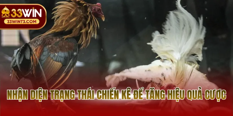 Nhận diện trạng thái chiến kê để tăng hiệu quả cược